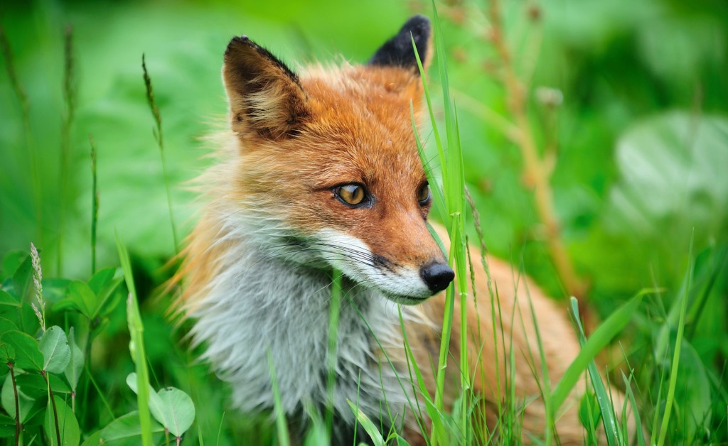 fox in forrest