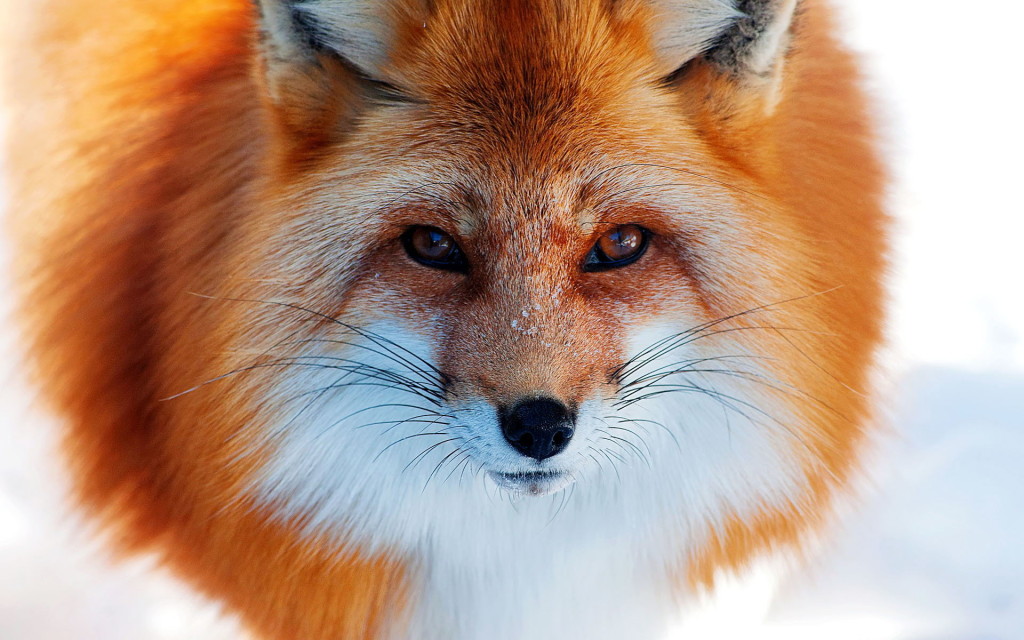 face fox
