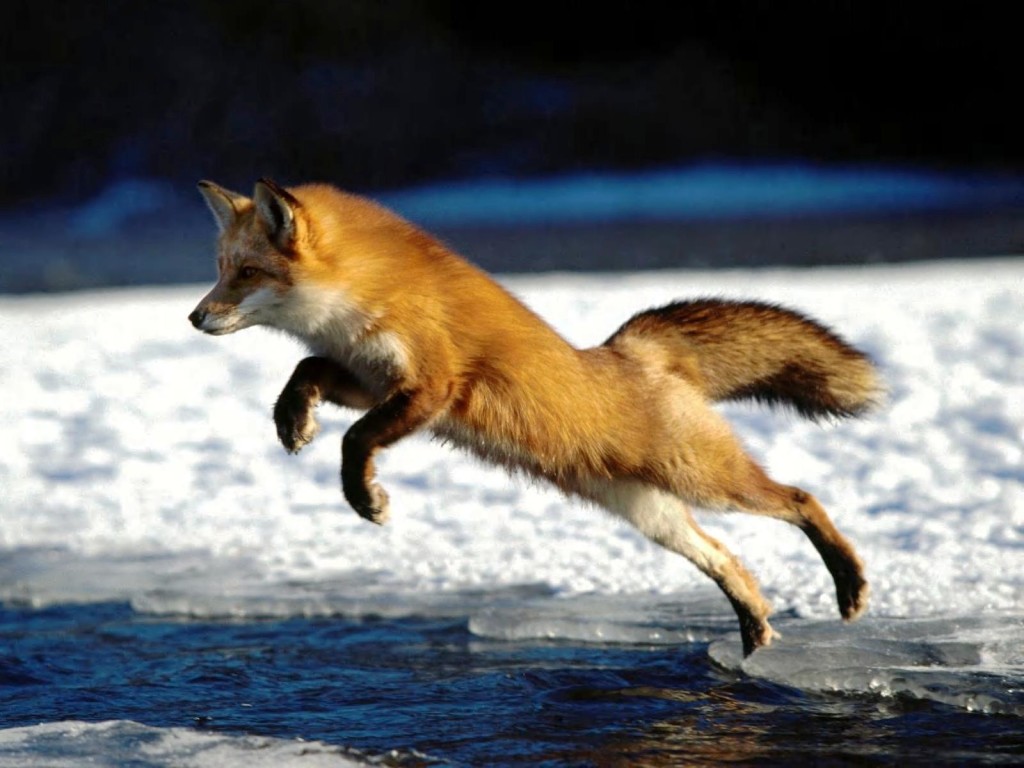 fox jump action