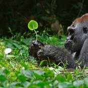 enjoy time for gorilla