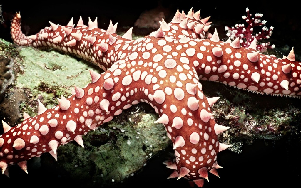 red star fish