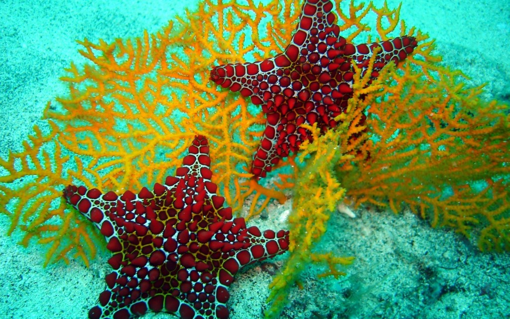cute star fish art