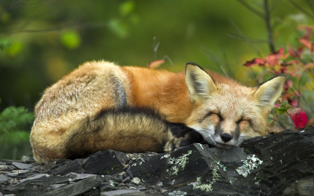 fox sleep