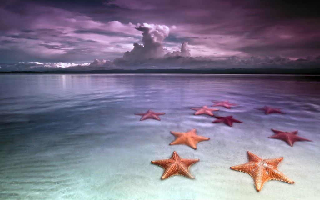 star fishes
