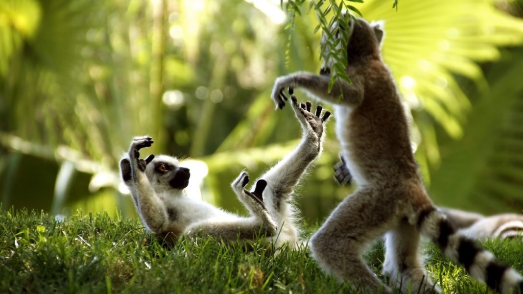 Tailed Lemurs enjoy moment