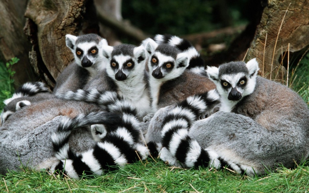 family of Tailed Lemurs