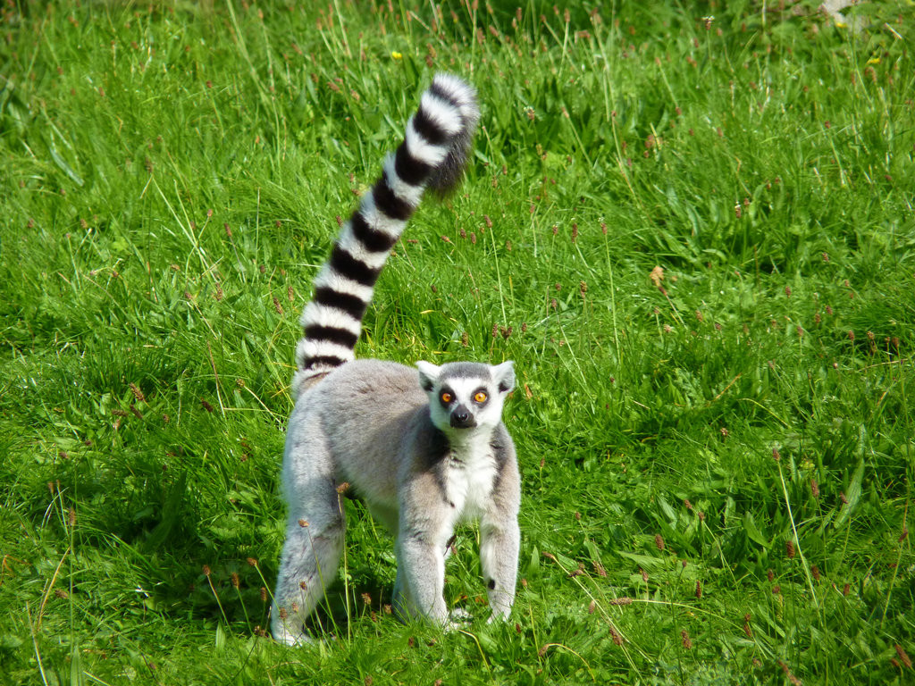 Tailed Lemurs in grace