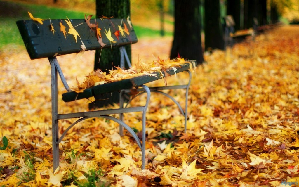 autumn leaves in park