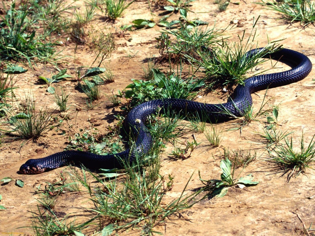 black shinning cobra