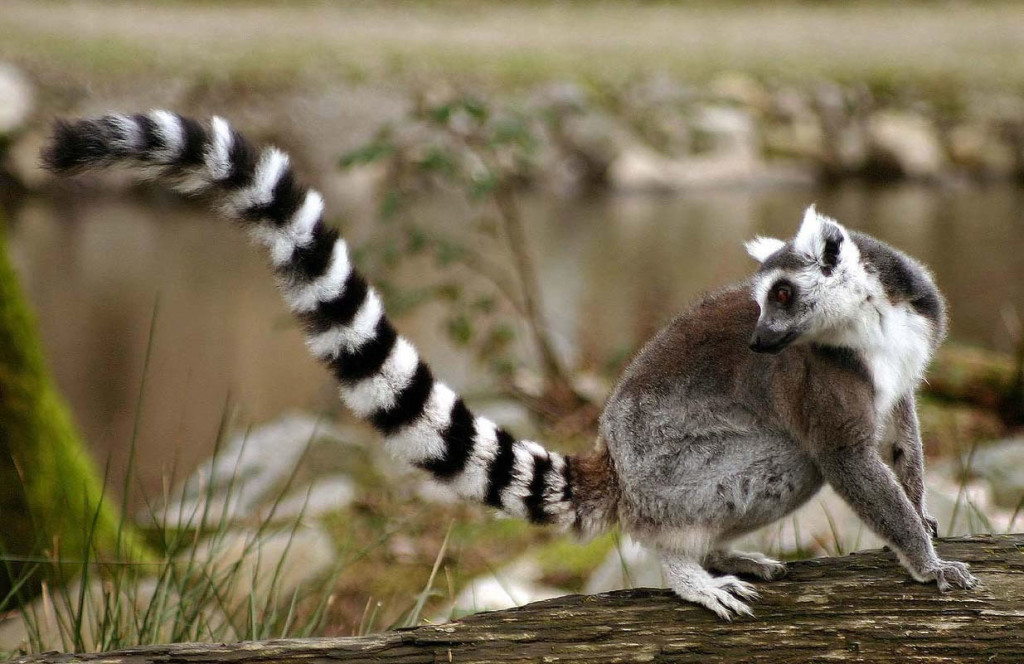 cute Tailed Lemur