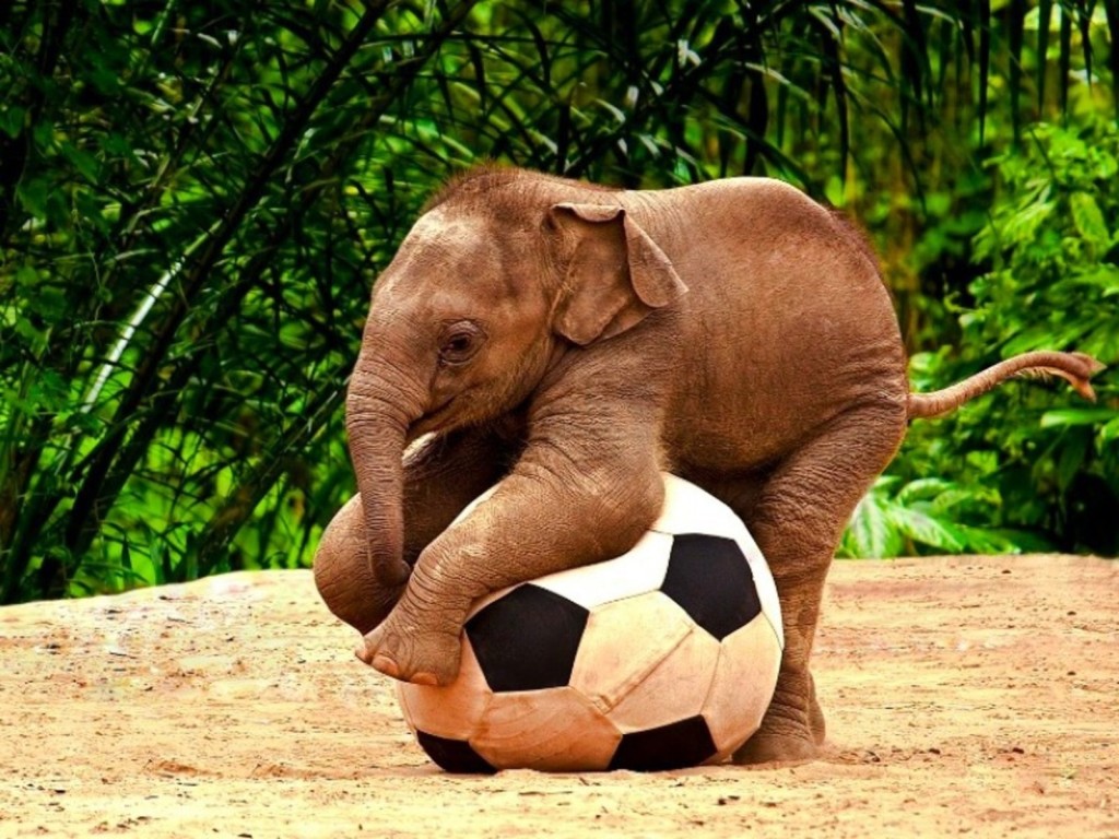 elephant with football
