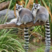 Tailed Lemurs