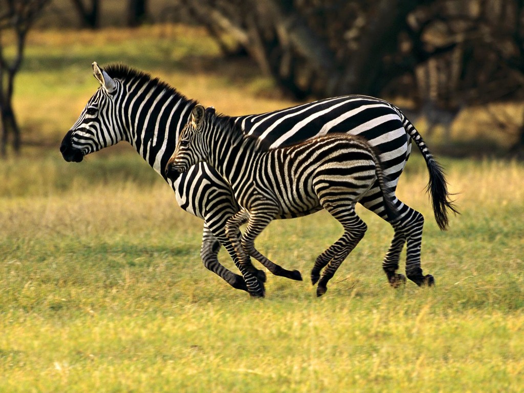 zebras with child