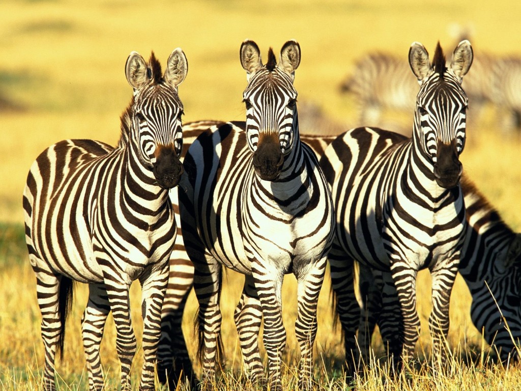 eating of zebras