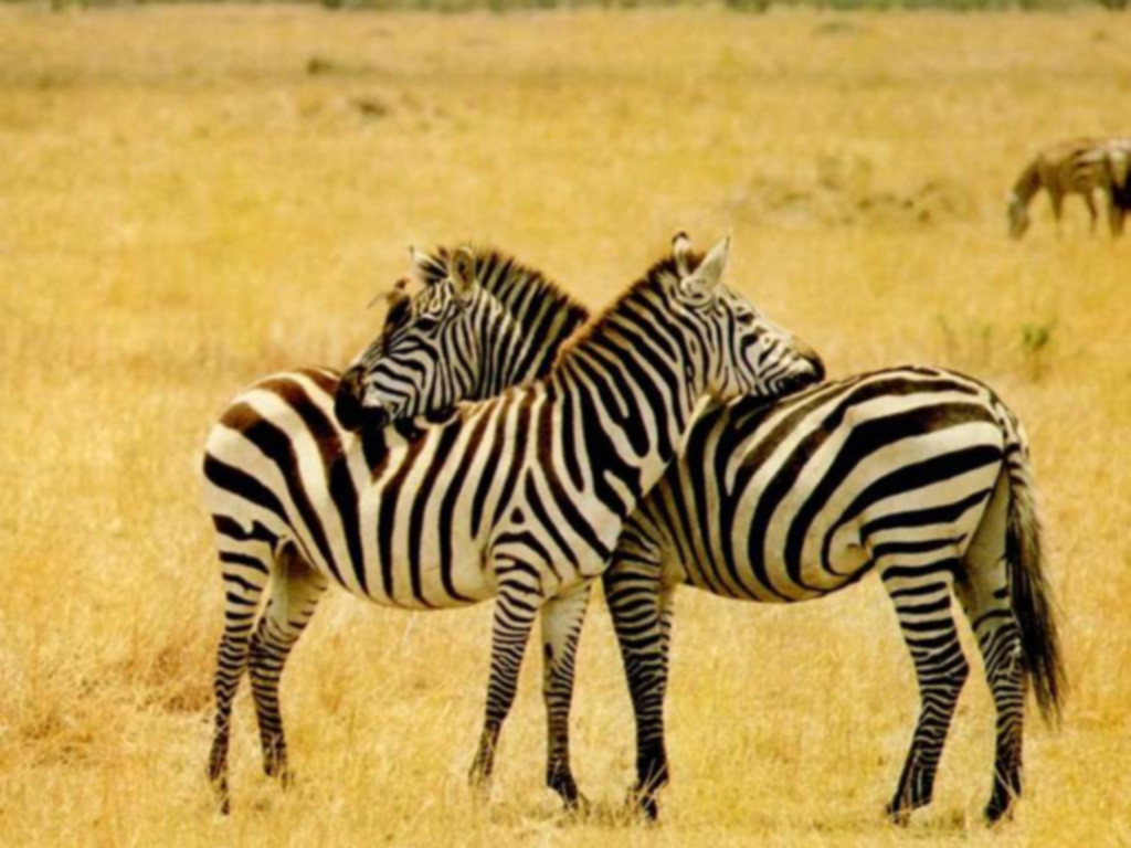 love of zebras