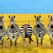 five zebras