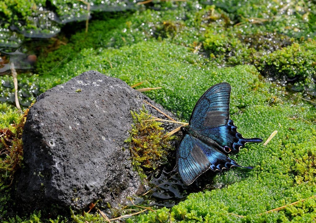 Black-Swallowtail-butterfly