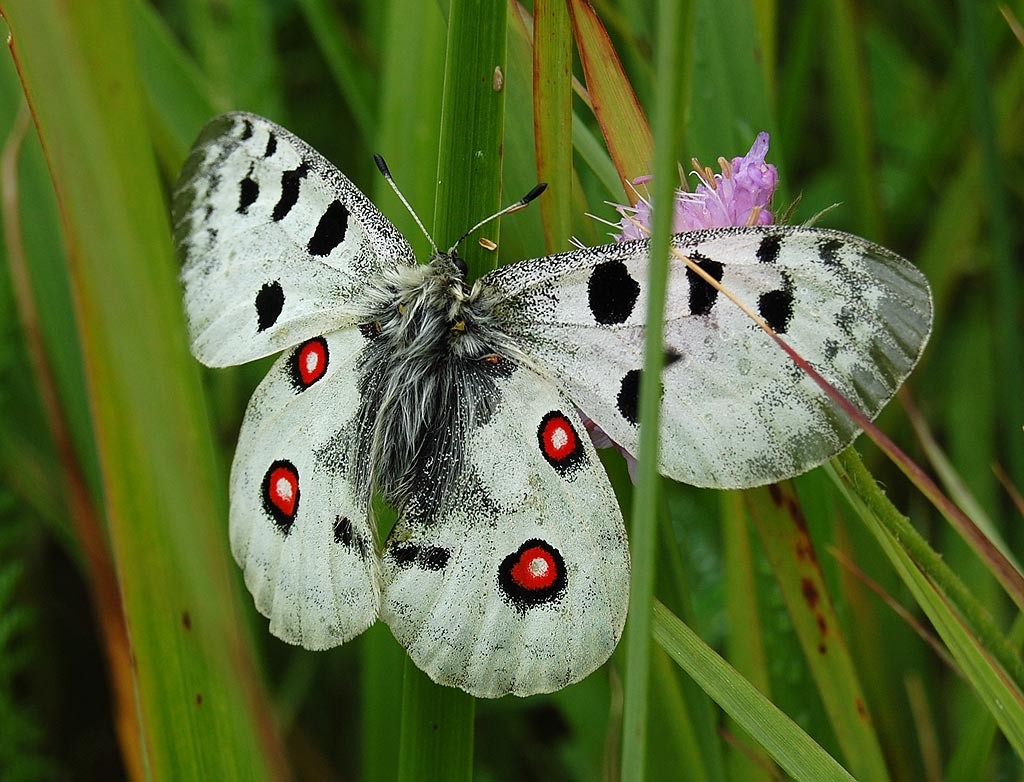 parnassius-apollo- butterfly
