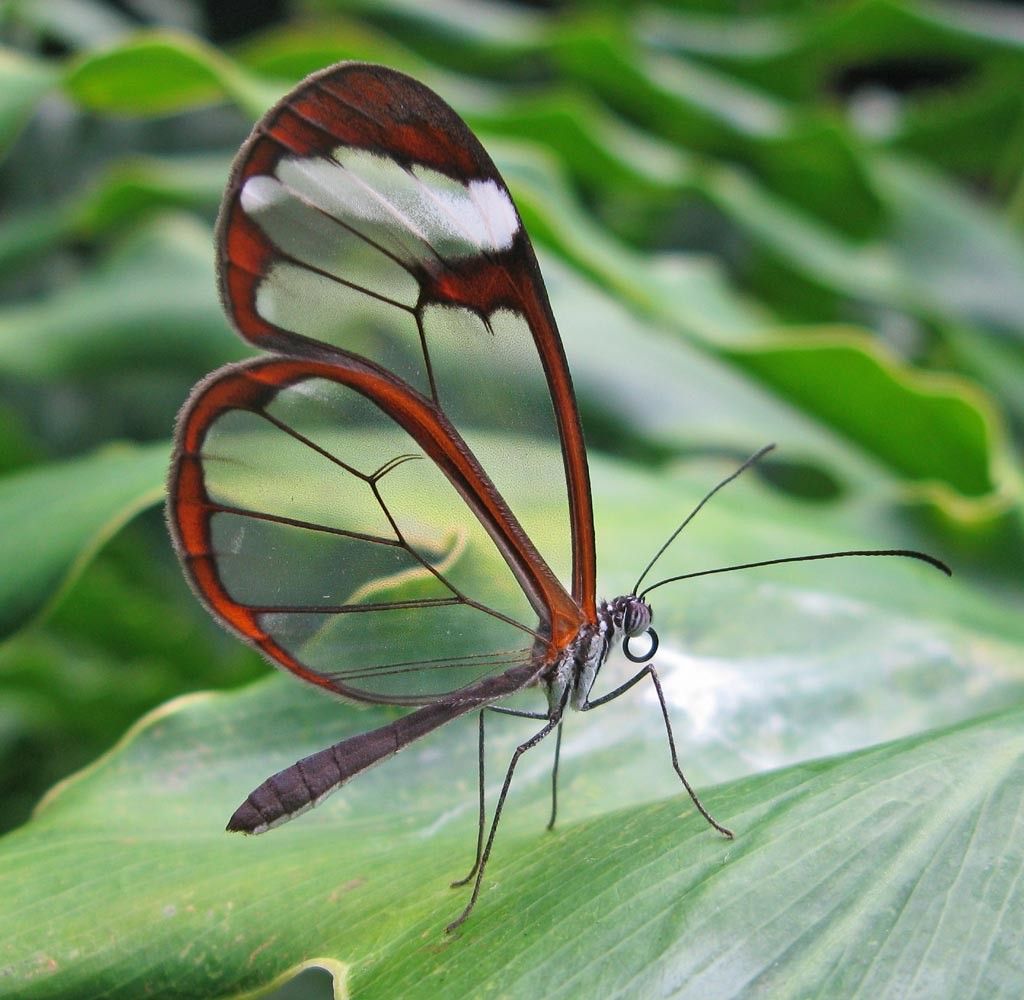 Wineglass butterfly 