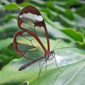 Wineglass butterfly