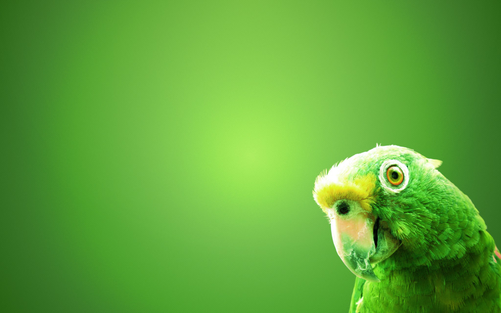hd green parrot