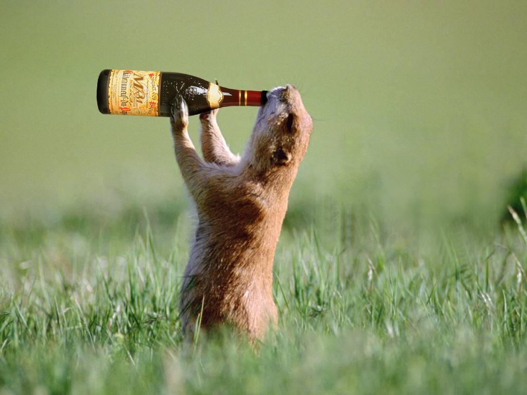 Squirrel drink beer