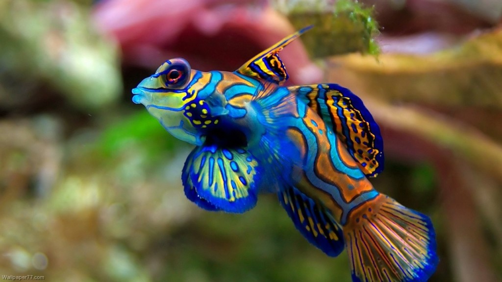 multi color fish wallpaper