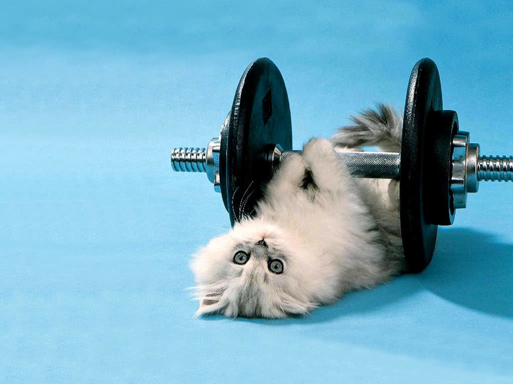 cat gym training