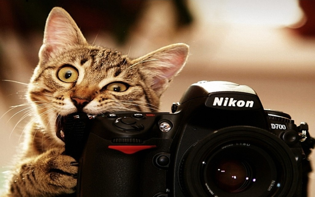 cat check camera