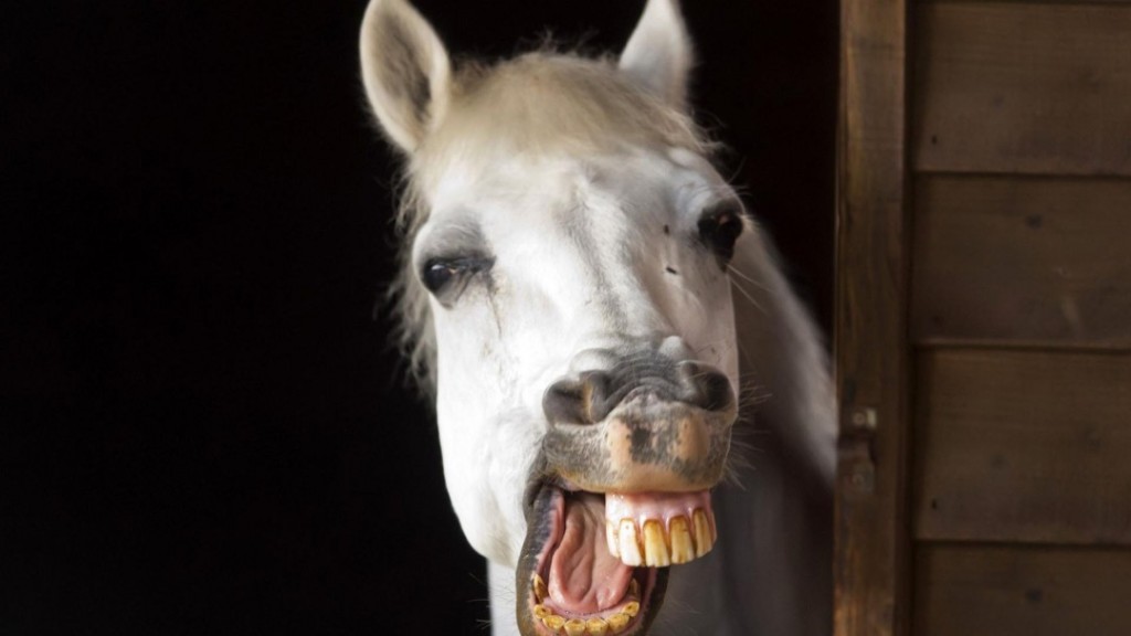 funny horse image