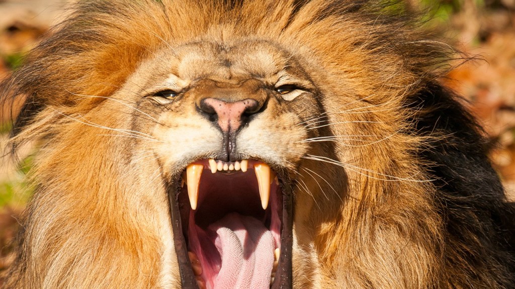 angry lion image