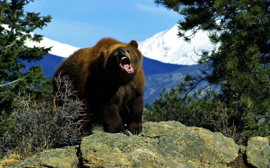 big bear angry
