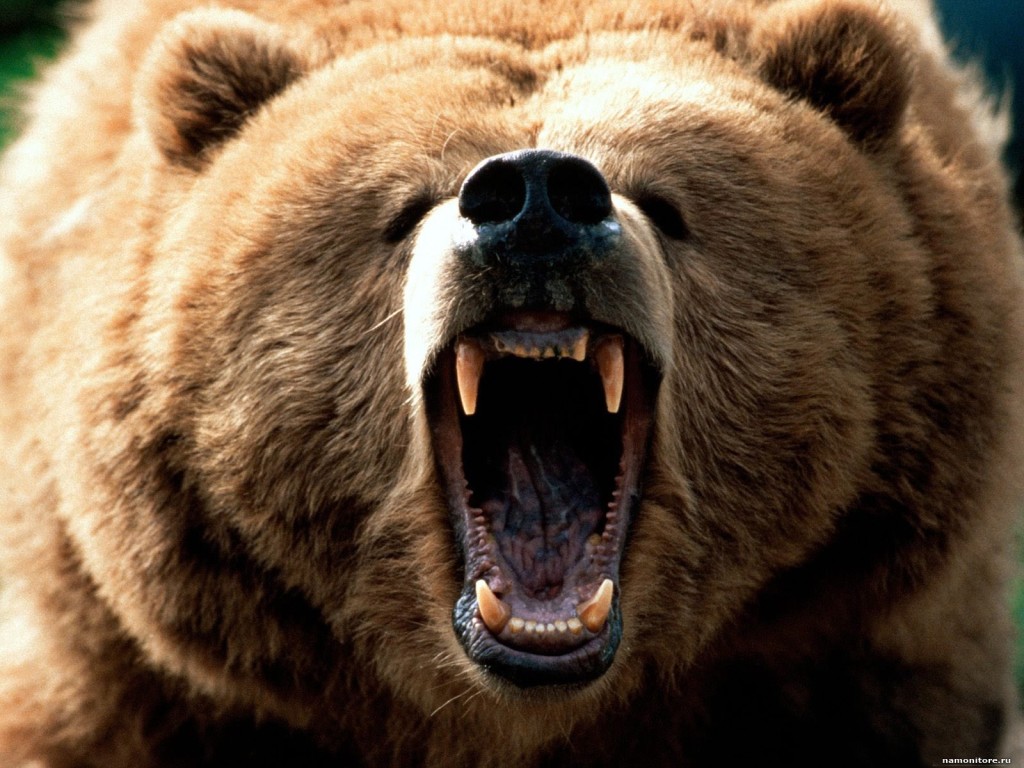 angry bear attacked